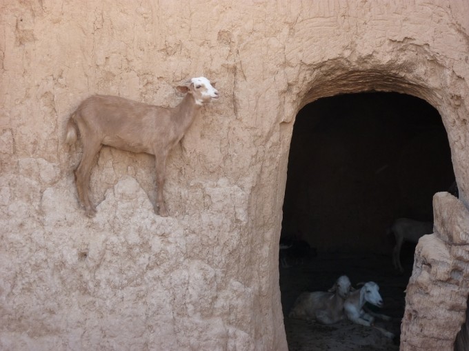 Tunkoza
